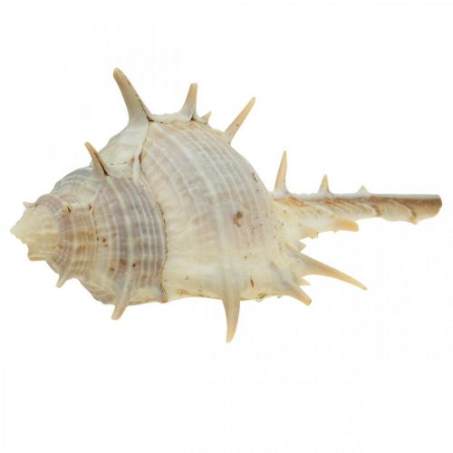 Floristik24 Maritim dekoration snigelskal taggig snigel 3-6cm 1kg