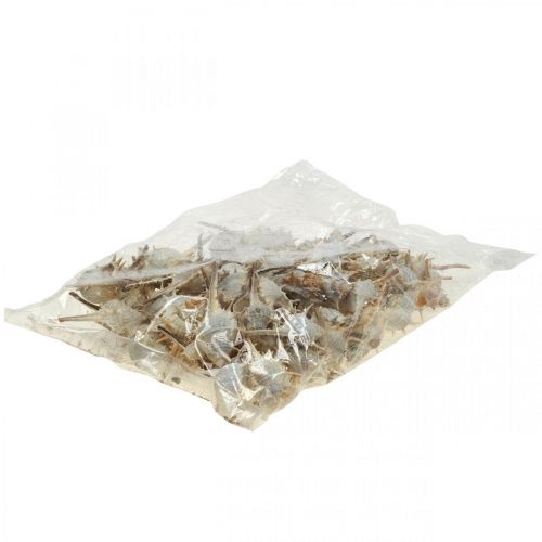 Floristik24 Maritim dekoration snigelskal taggig snigel 3-6cm 1kg