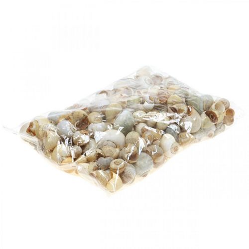 Floristik24 Maritim dekoration snigelskal naturliga sniglar tomma 2-5cm 1kg
