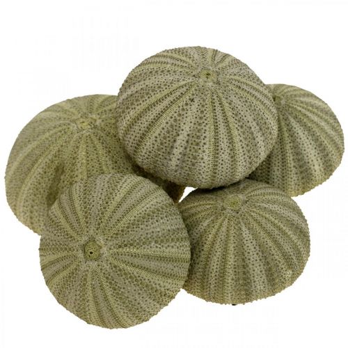 Artikel Maritime Deco Sea Urchin Deco Green Summer Deco Ø5-6cm 17p