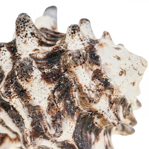 Floristik24 Maritime Deco Snigelskal Deco Sea Snigel 400g