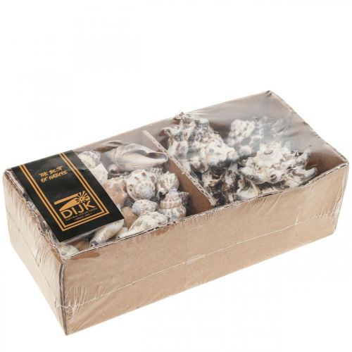 Floristik24 Maritime Deco Snigelskal Deco Sea Snigel 400g