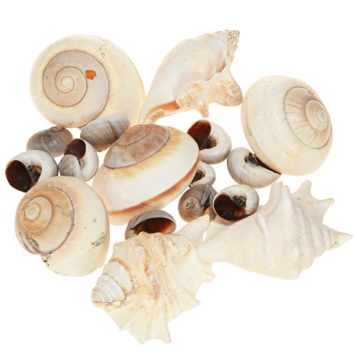 Artikel Snäckskal, maritimt naturligt, 400g