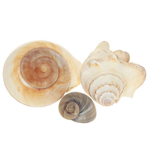 Artikel Snäckskal, maritimt naturligt, 400g