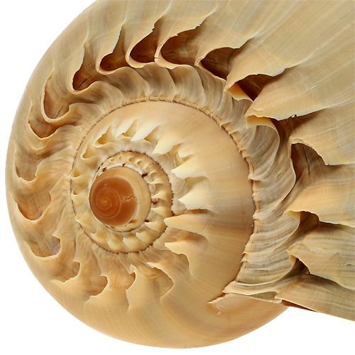 Floristik24 Melo roller snail shell nature 20cm - 22cm