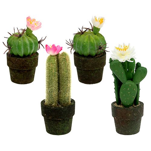 Floristik24 Minikaktus med blommor H9-12cm 4st