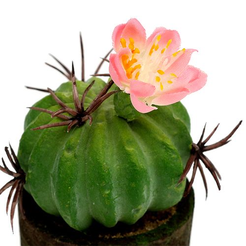 Floristik24 Minikaktus med blommor H9-12cm 4st