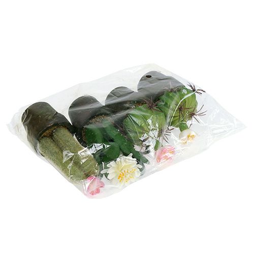 Floristik24 Minikaktus med blommor H9-12cm 4st