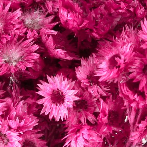 Artikel Mini Halm Blomma Rosa Torkad Blomma Stenblomma H20cm 15g