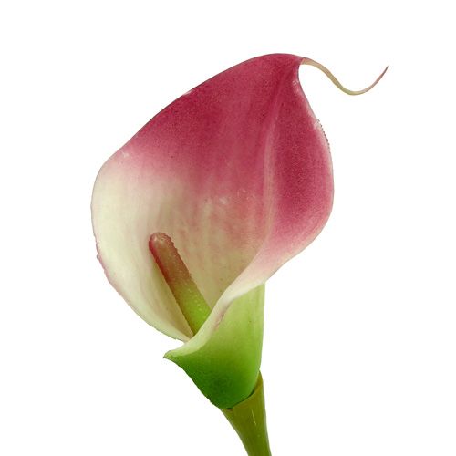 Artikel Mini calla konstgjord 28cm Erika, kräm 12 st