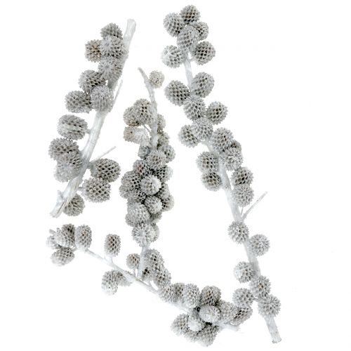 Floristik24 Casuarina kottar på grenen vitgrå vaxad 250g