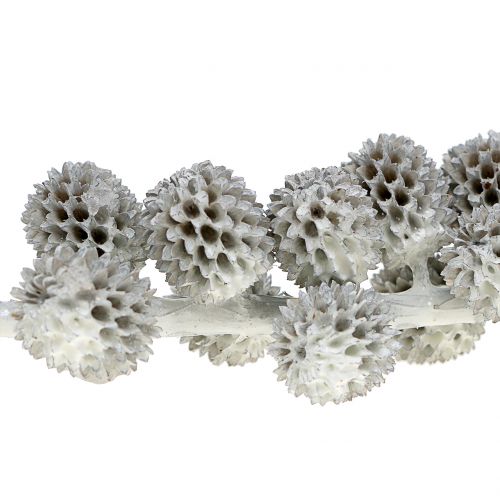 Floristik24 Casuarina kottar på grenen vitgrå vaxad 250g