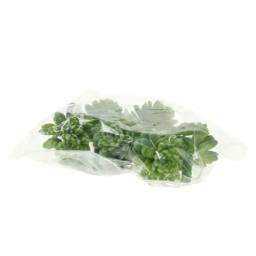 Floristik24 Mini - suckulent 6,5cm 6st