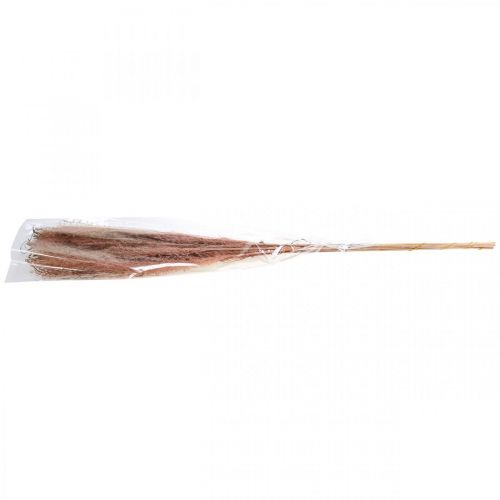 Artikel Torrt gräs långt rosa fjädergräs dekorativt Miscanthus 75cm 10 st