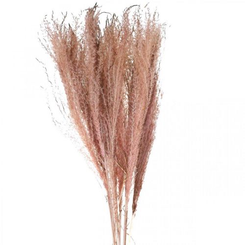 Torrt gräs långt rosa fjädergräs deco Miscanthus 75cm 10st