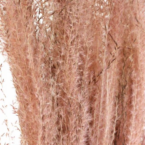 Artikel Torrt gräs långt rosa fjädergräs dekorativt Miscanthus 75cm 10 st