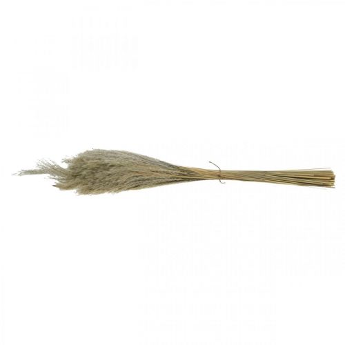 Artikel Torrt gräs Miscanthus 55-75cm fjädergräs naturell 100 st