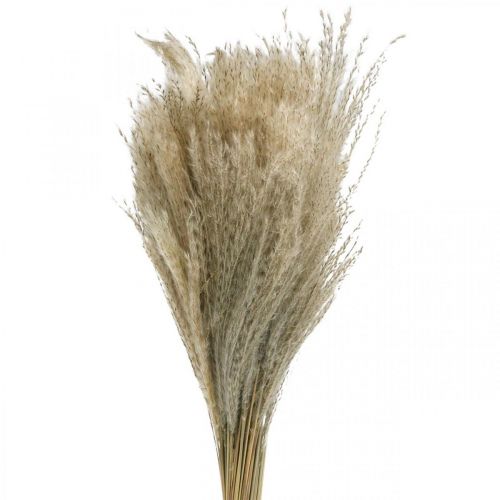 Floristik24 Torrt gräs Miscanthus 55-75cm fjädergräs naturell 100 st