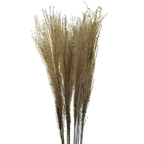 Floristik24 Miscanthus kinesisk vass torrt gräs torr dekoration 75cm 10st