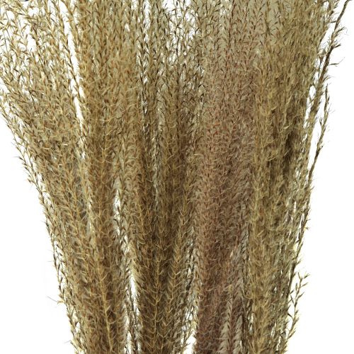 Artikel Miscanthus kinesisk vass torrt gräs torr dekoration 75cm 10st