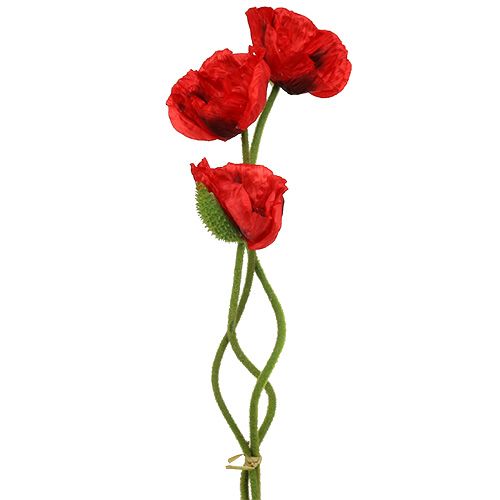Floristik24 Vallmoröd 58cm - 74cm 3 st
