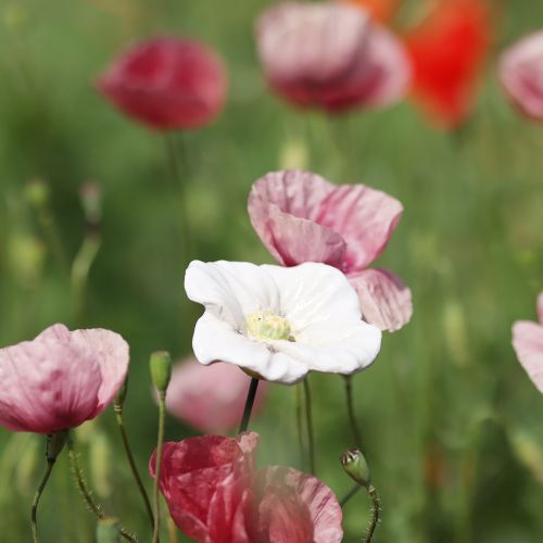 Artikel Vallmoblomstång, keramisk blomma, kärleksfullt detaljerad, för eleganta trädgårdsdetaljer, 42 cm, 4 stycken