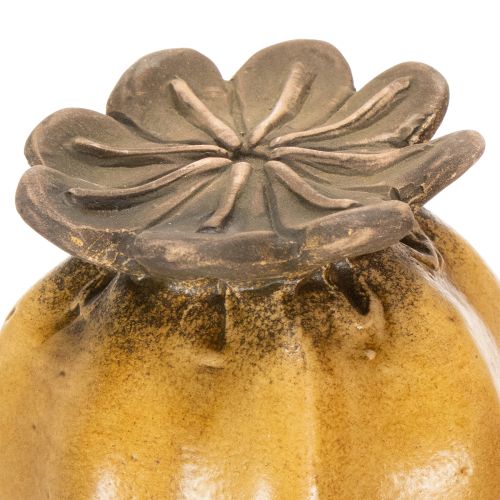 Artikel Vallmofrökapsel för snygg trädgårdsdesign, rabatt eller balkong, 60 cm, 2 stycken