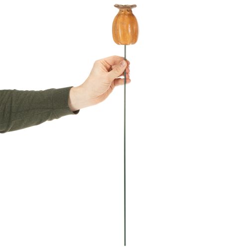 Artikel Vallmofrökapsel för snygg trädgårdsdesign, rabatt eller balkong, 60 cm, 2 stycken