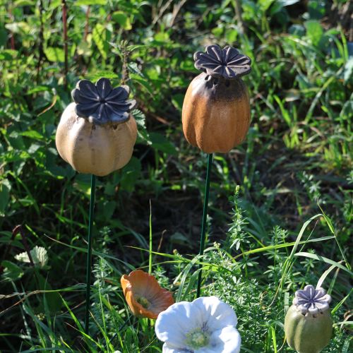 Artikel Vallmofrökapsel för snygg trädgårdsdesign, rabatt eller balkong, 60 cm, 2 stycken