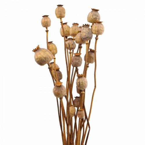 Floristik24 Poppy Capsule Deco Poppy Papaver Orange Torkade Blommor 70g