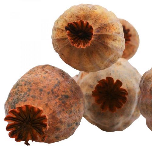 Floristik24 Vallmokapsel stor Papaver torkad dekorativ vallmoapelsin 5 st