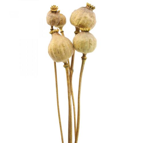 Floristik24 Vallmokapsel stora torkade blommor gul Papaver dekorativa vallmo 5 st