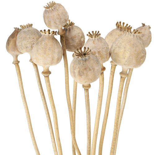 Floristik24 Vallmokapslar torkade naturliga torkade blommor 55 cm 10 st