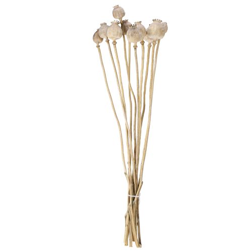 Floristik24 Vallmokapslar torkade naturliga torkade blommor 55 cm 10 st