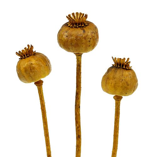 Floristik24 Vallmohuvuden gulfärgade 100 st