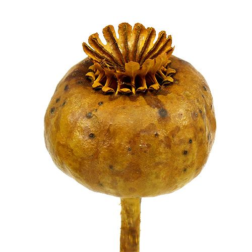 Floristik24 Vallmohuvuden gulfärgade 100 st