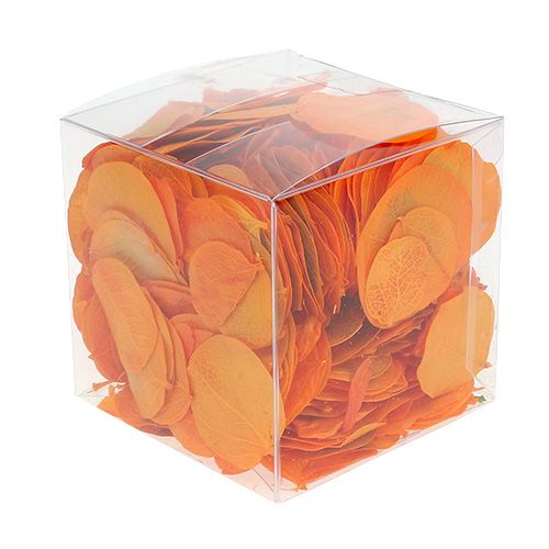 Floristik24 Monetablad Aprikos 50g