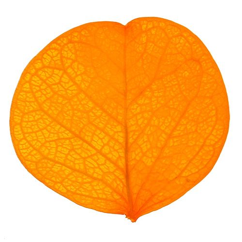 Floristik24 Moneta blad guldgula 50g