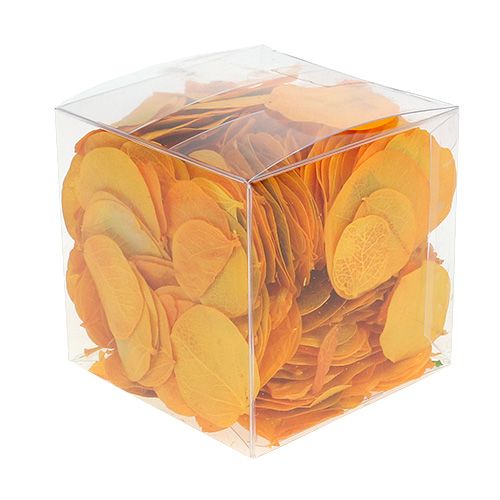 Floristik24 Moneta blad guldgula 50g