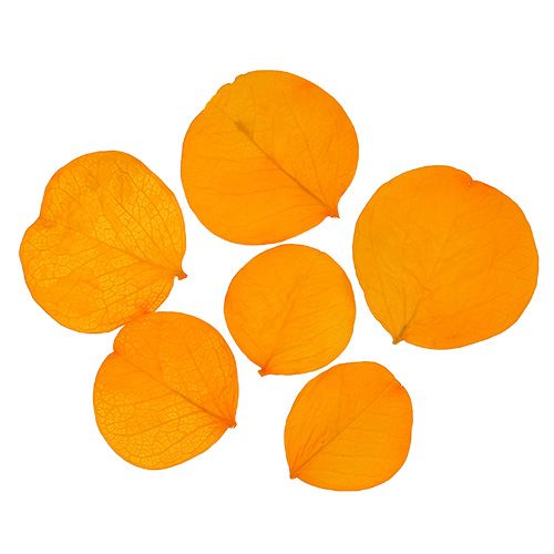 Floristik24 Moneta blad guldgula 50g