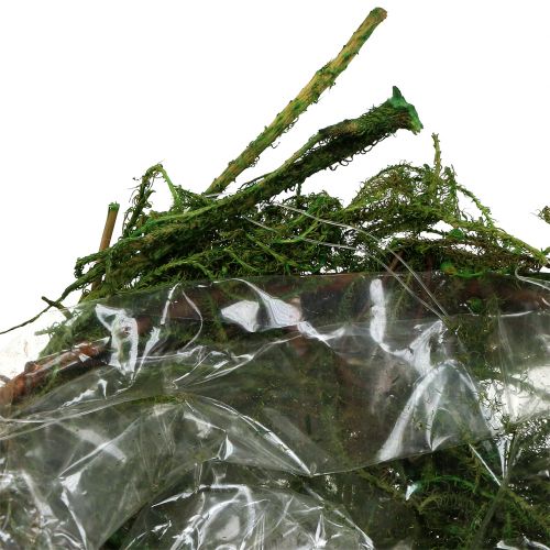 Floristik24 Mosskål grön Ø11cm H6,5cm - 7,5 cm 5st