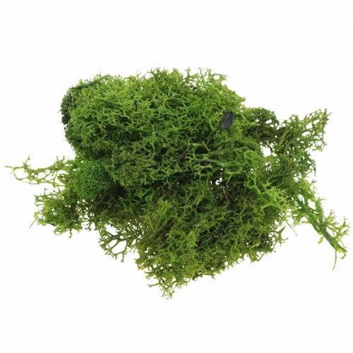 Floristik24 Dekormossa för hantverk Mörkgrön naturlig mossa konserverad 40g