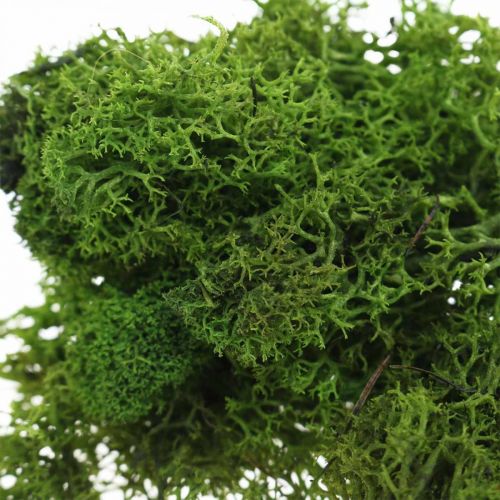 Floristik24 Dekormossa för hantverk Mörkgrön naturlig mossa konserverad 40g