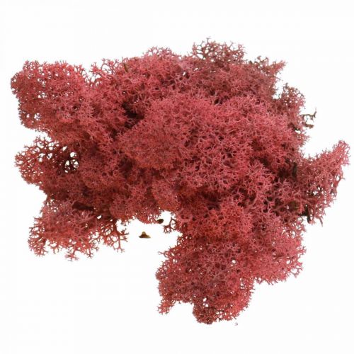Artikel Dekorativ mossa för hantverk Rödfärgad naturmossa i 40g påse