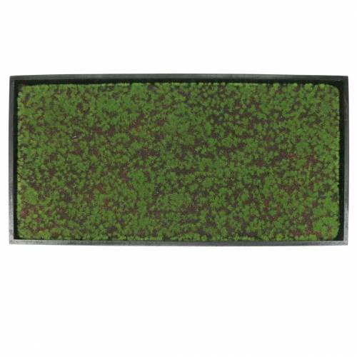 Väggmålning mossa i grön ram 60x30cm Väggdekoration av mossa