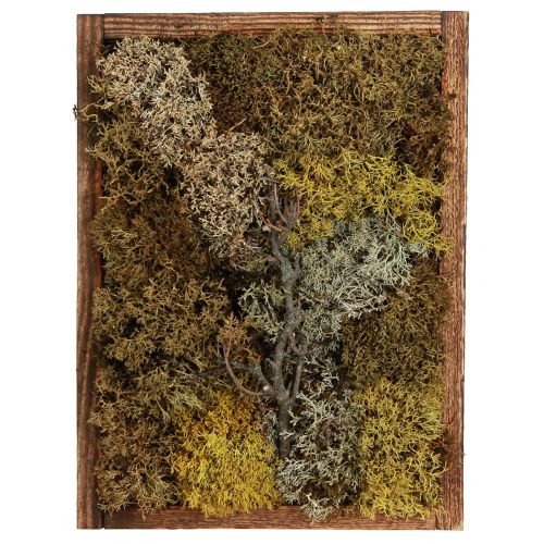 Artikel Mossbild äkta mossbild med ram bevarad 40×30cm