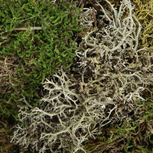 Artikel Mosskrans dekorativ krans igelkottsmossa och raggmossa naturlig Ø42cm