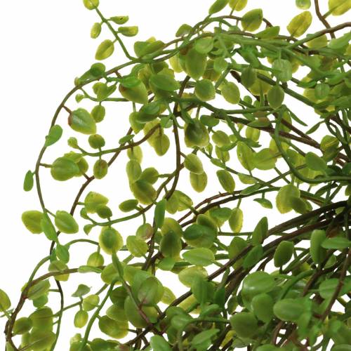 Floristik24 Mühlenbeckia Bush Grön 42cm