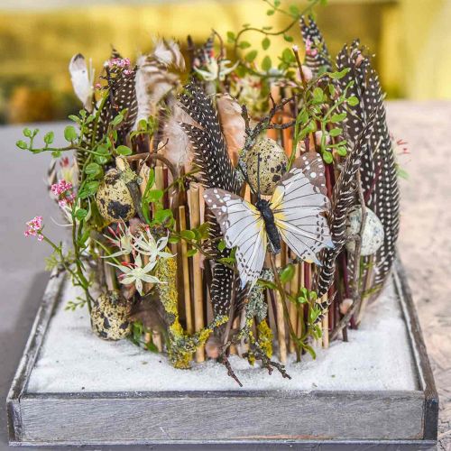 Floristik24 Mühlenbeckia Bush Grön 42cm