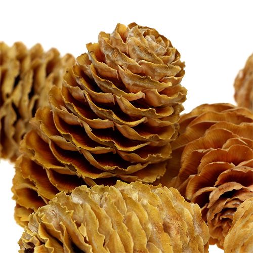 Artikel Sabulosum kottar kräm 500g